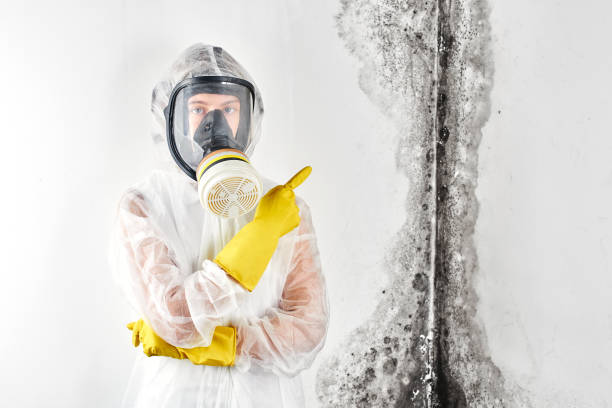 Reliable Double Oak, TX Mold Removal Services Solutions